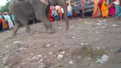 ELEPHANT IN A FAIR