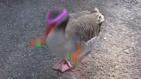 dancing duck