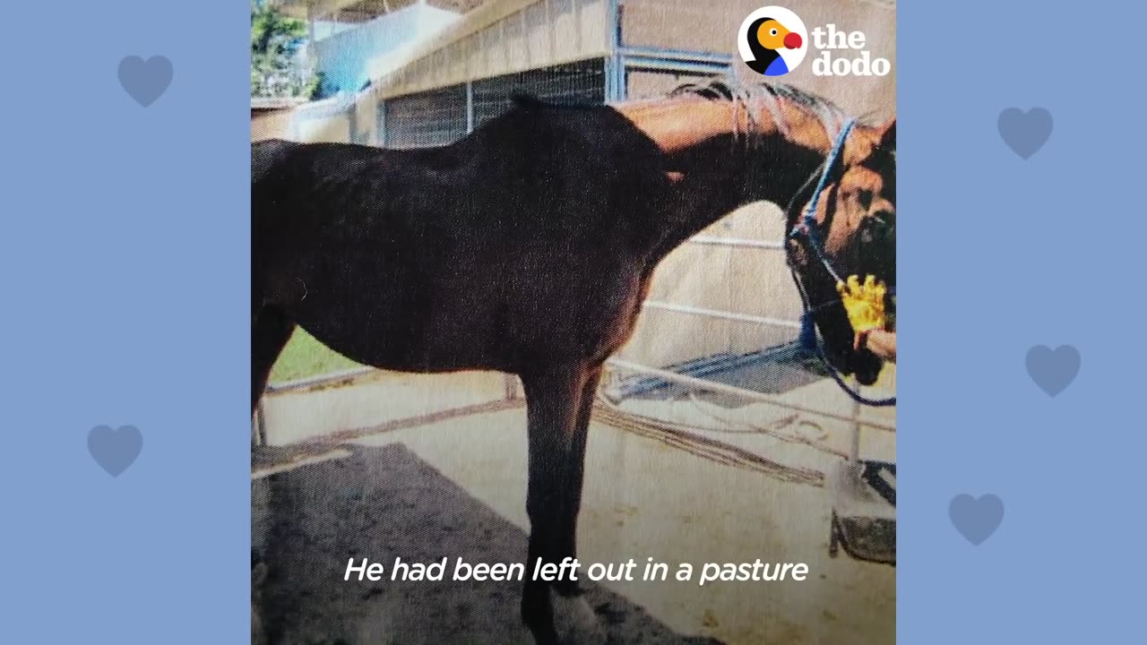 A Horse named Magic Inspires At-Risk Girls | The Dodo Soulmates