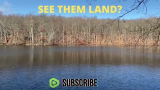 Watch Them LAND!