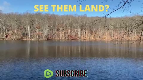 Watch Them LAND!