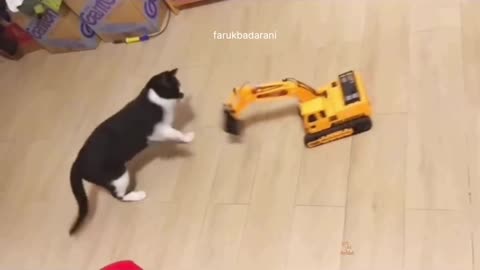 Baby Cats - Cute and Funny Cat Videos Compilation|