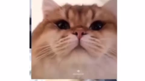 Cat gives Dog a surprise call
