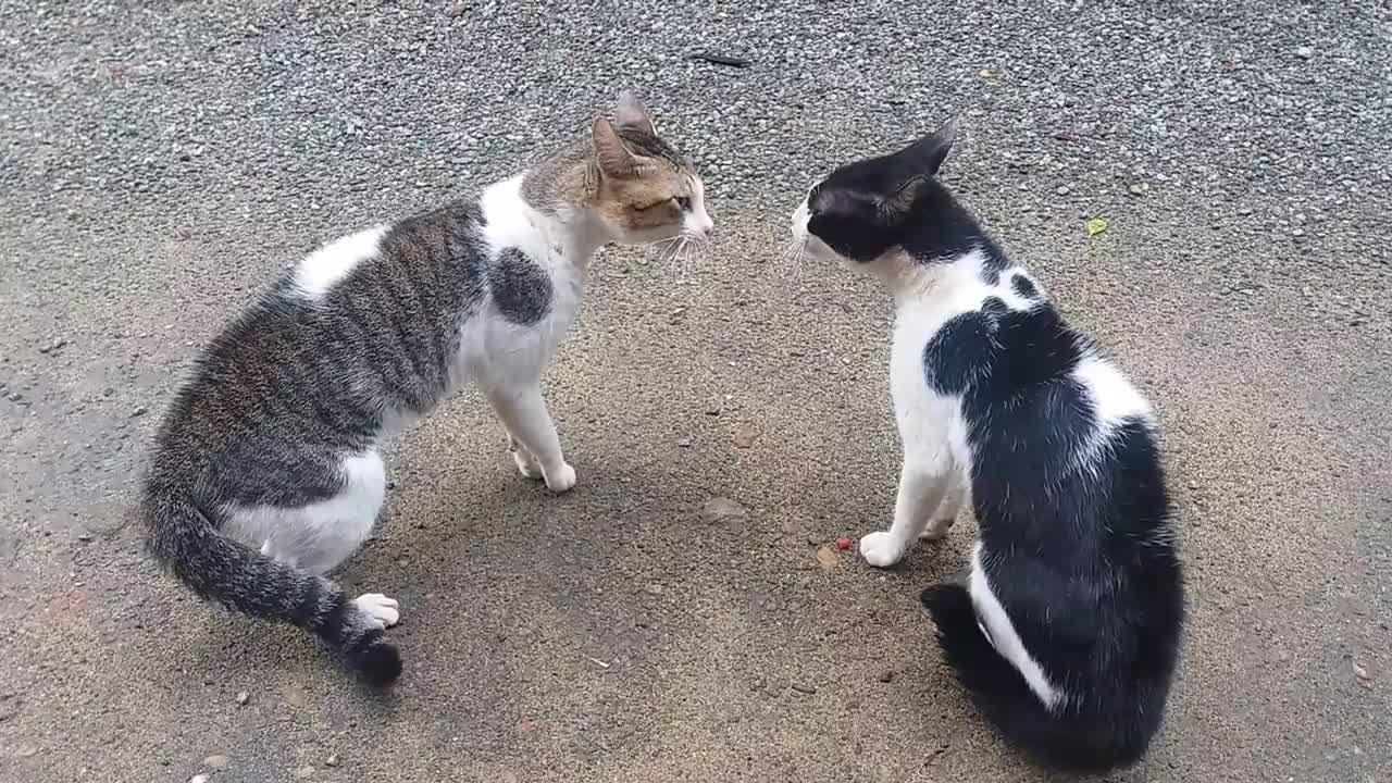 Cats Fighting with sound - Exclusive Video (Play with full sound)