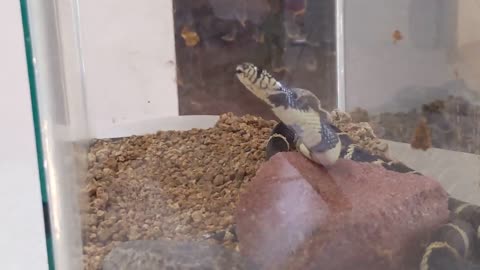 "Columbine" the California King snake SHEDDING in ACTION!