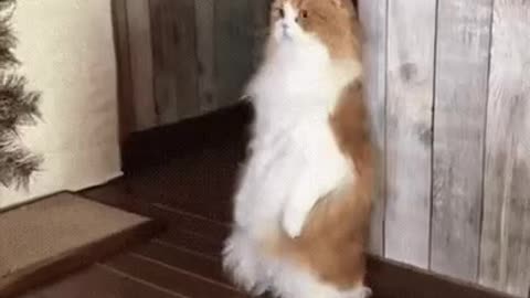Cute Cat Gif