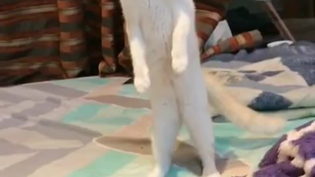Very funny animals - 2