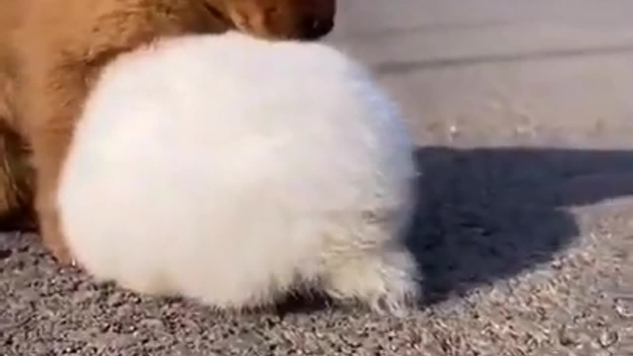 Funny Bunny and dog