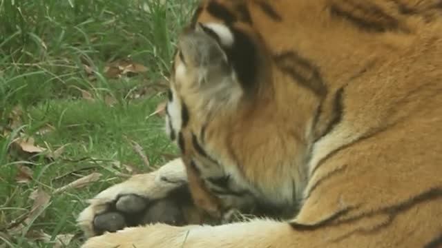 A tiger in a daze