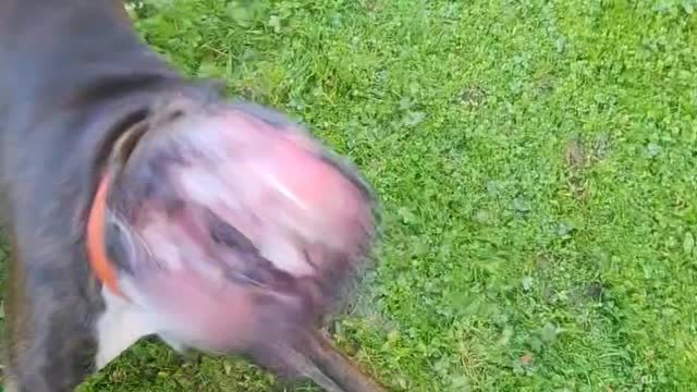 Boxer Dog Meets Leaf Blower