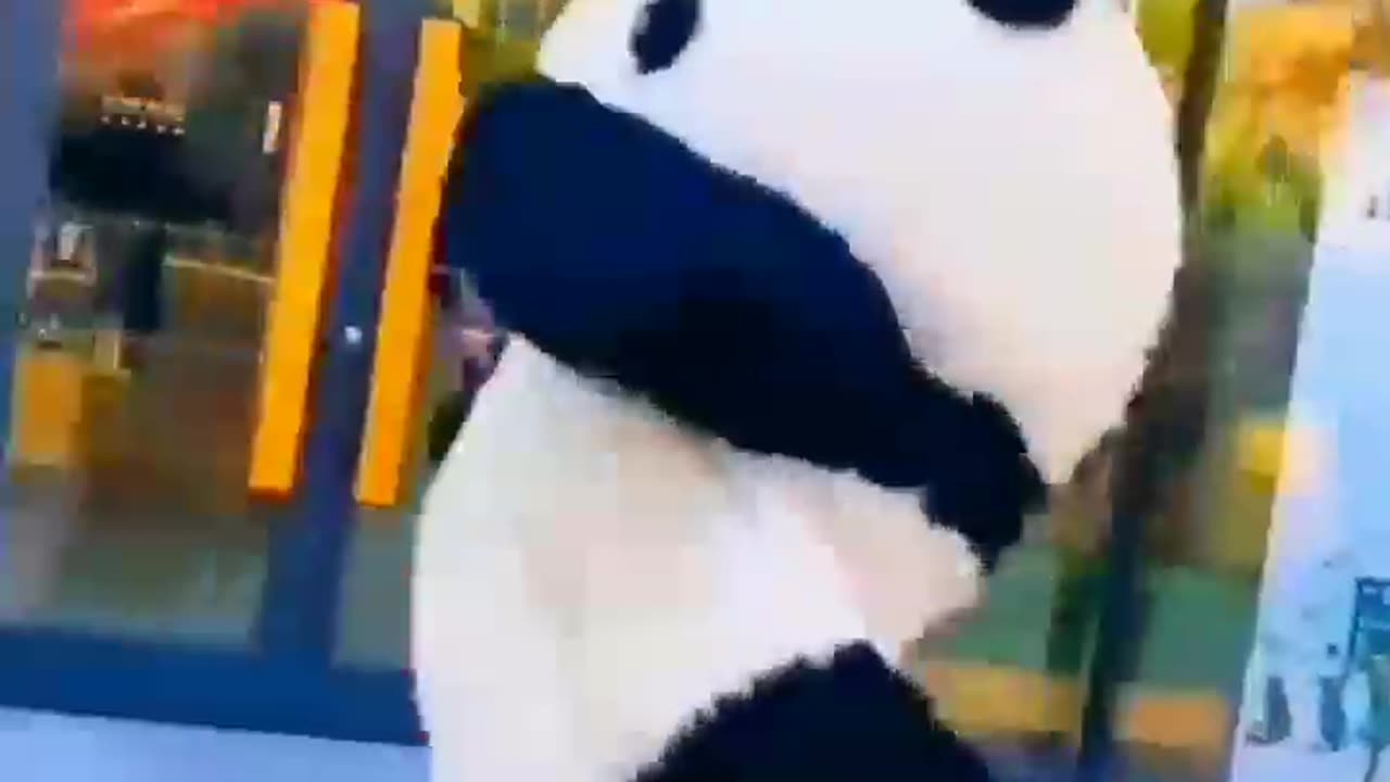 Great panda love to bounce and splash in the sur