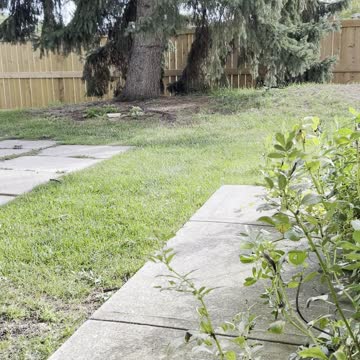 A New generation magpie birds 🦅 hangs out