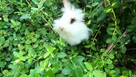 The adorable bunny loves to do some tricks