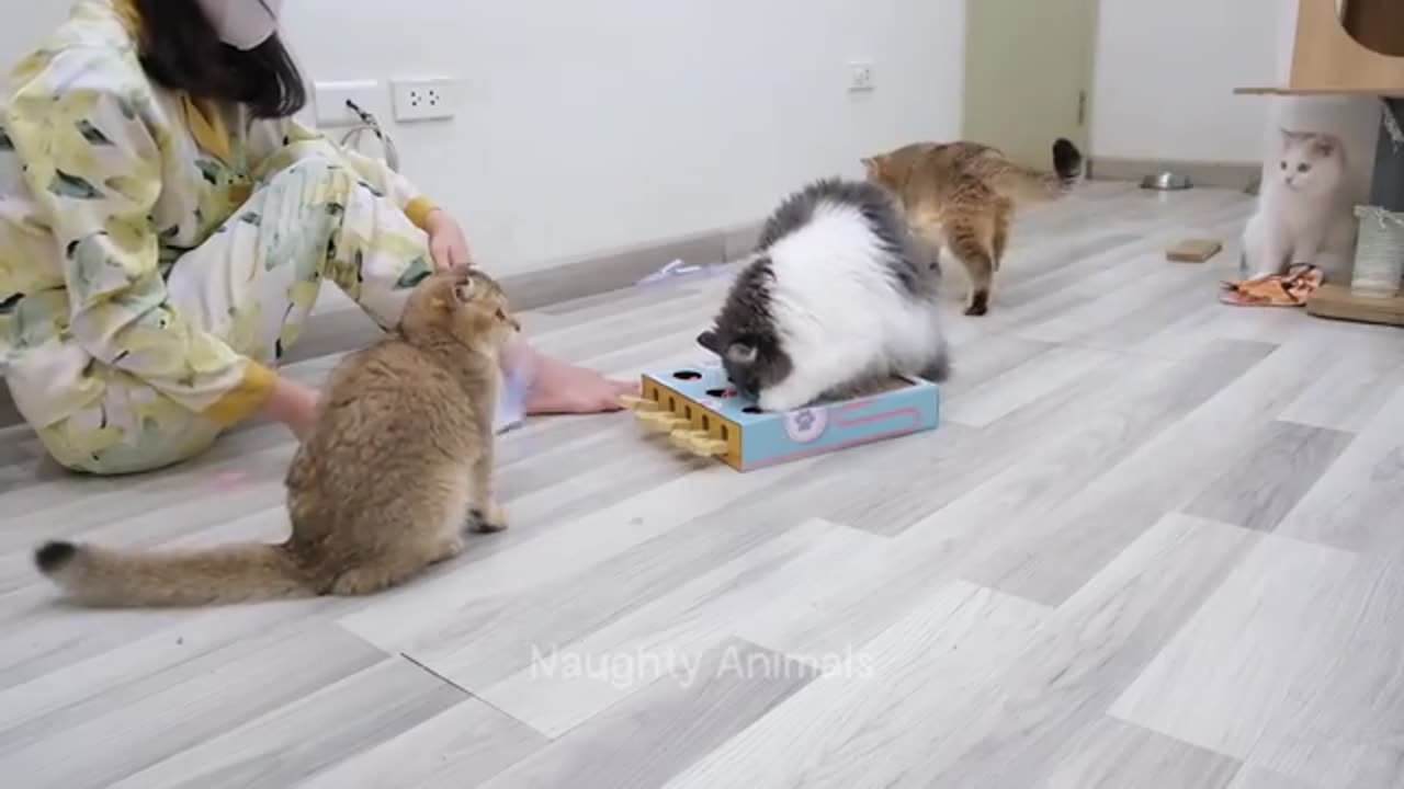 1 Hour Of Funniest Animals New Funny😄😁 Cats and Dogs Videos 😁😆🥰😍🤓🤠🤡