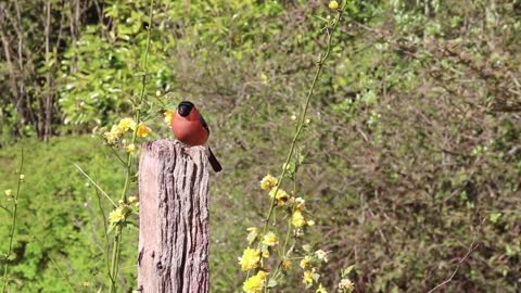 You need to hear this bird, Watch this bird sing