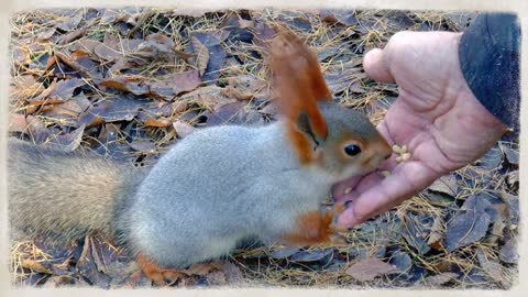 cute squirrel