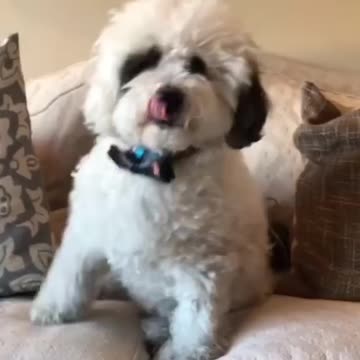 Watch these pups magically turn into petsies