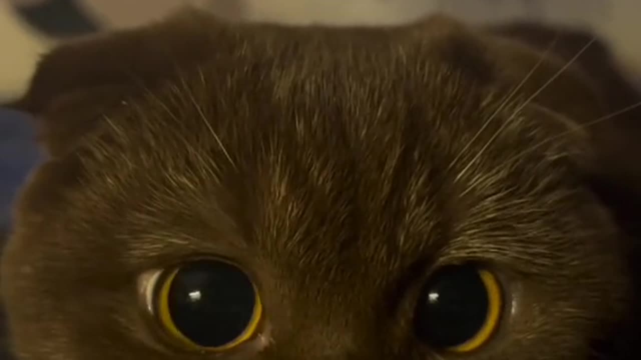 CUTE EYES ❤️