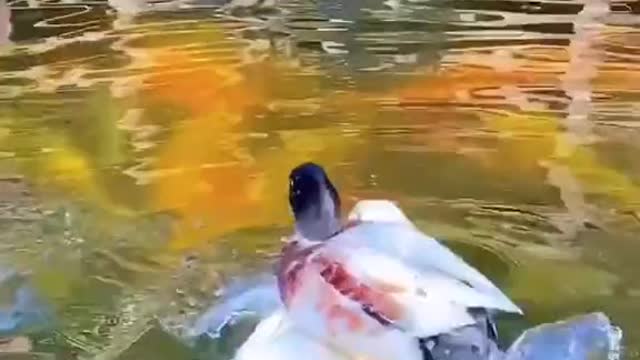 Funny Animals Series 154