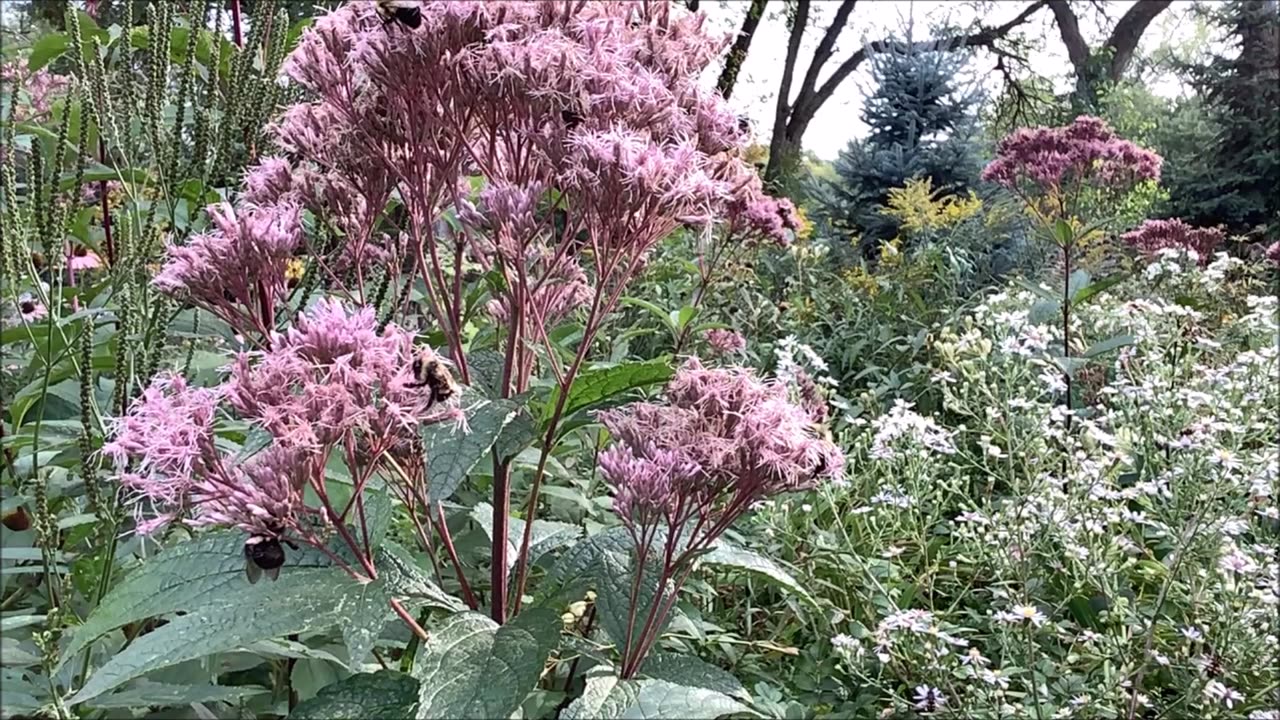 Whats All The Buzz Joe Pye Weed Sept 2022