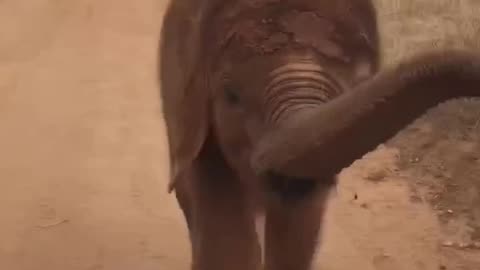 Baby elephant 😍