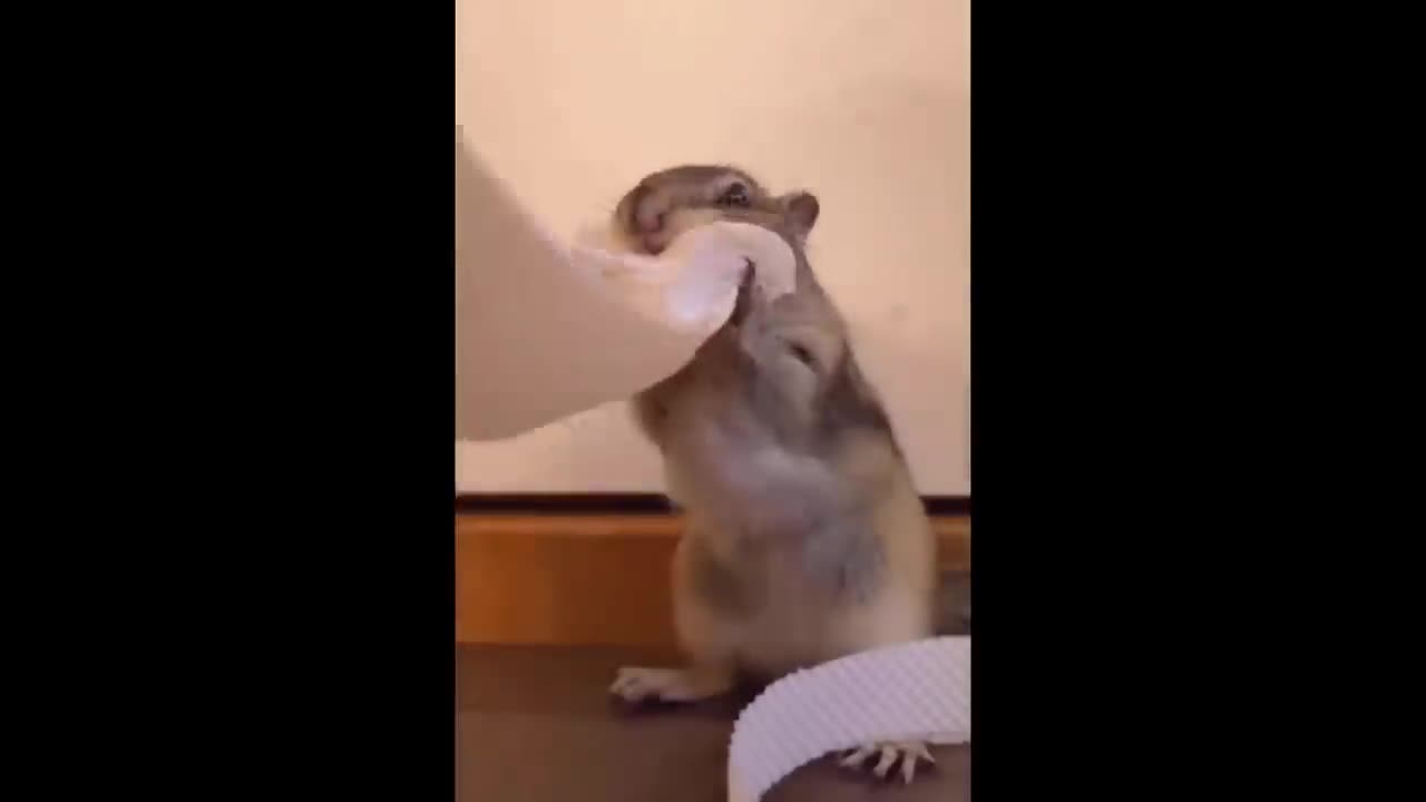 Funny and Cute Moment of the Animals