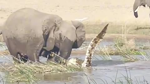 Elephant v/s.. Crocodile fighting