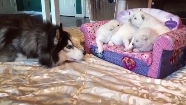 So cute baby dogs, the mother dog guards them 24 hours a day