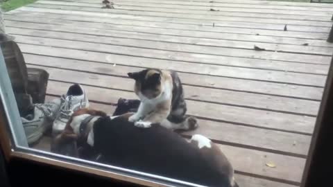 Cat Is Giving A Massage To Dog