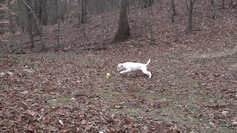 Cute Dog Video: Puppy Loves to Play