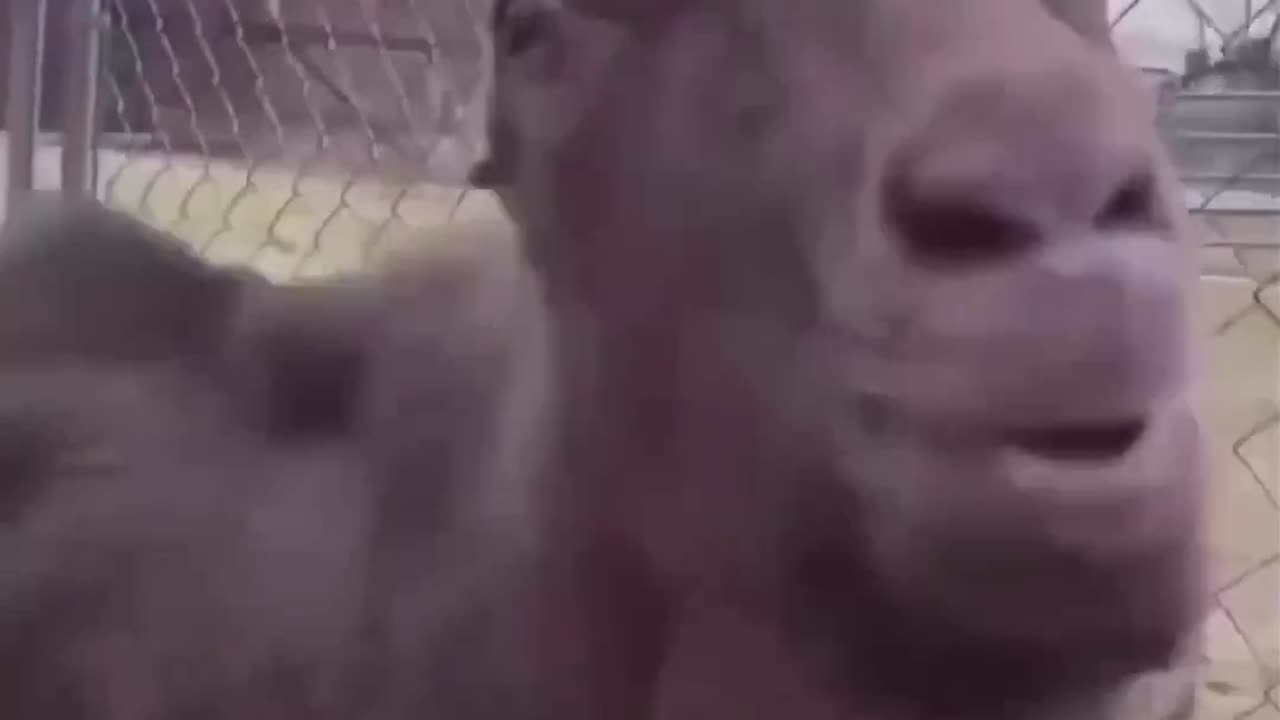 Blaaa