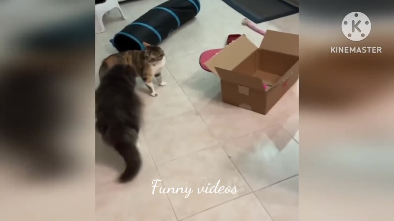 funny animal vieos