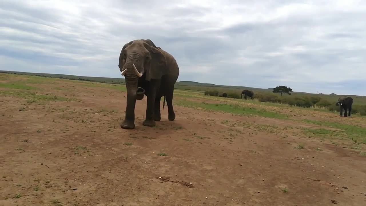 Giant Elephants Eating And Walking Through The Land...