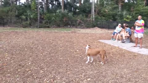 Idiot dog owner won't restrain dog tells me to leave the park