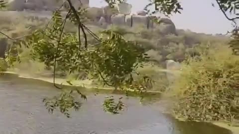 Wildlife in closer view with a natural perspective.