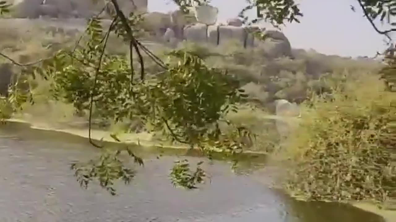 Wildlife in closer view with a natural perspective.