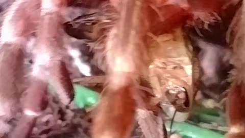 Tarantula eating a Roach