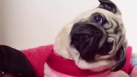 12 Dumb Mistakes That’ll Tank Your Pet Business