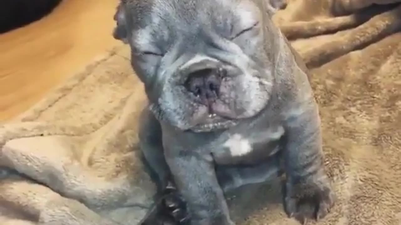 dog wants to sleep