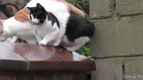 Funny & Cute Cat Compilation Video