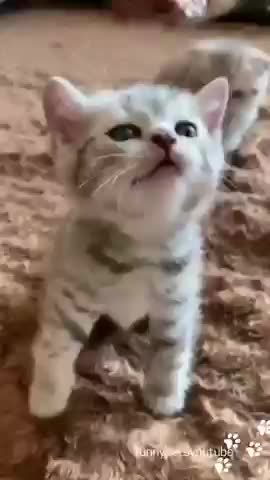 Kitten Eats With A Fork!