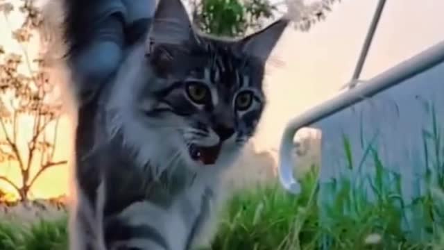 Funny Cat