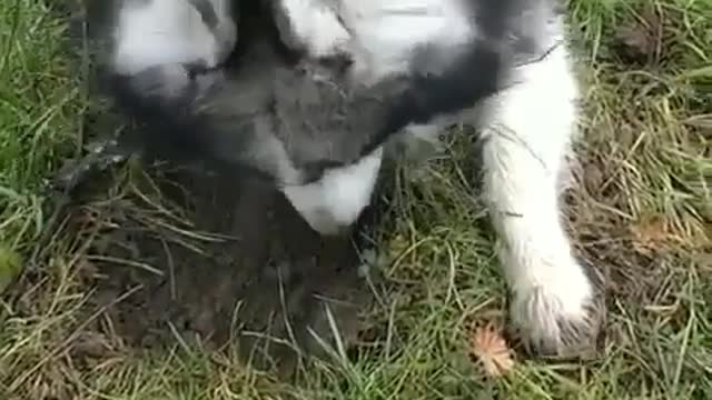 Abandoned dog digging hole