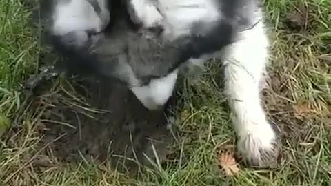 Abandoned dog digging hole