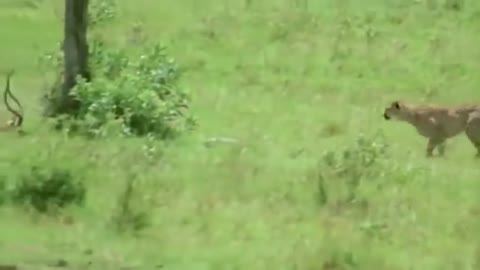 Amazing Cheetah Chase Compilation-16