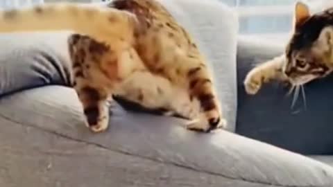 😼Daily dose of funny ninja cats😽Don't try to hold