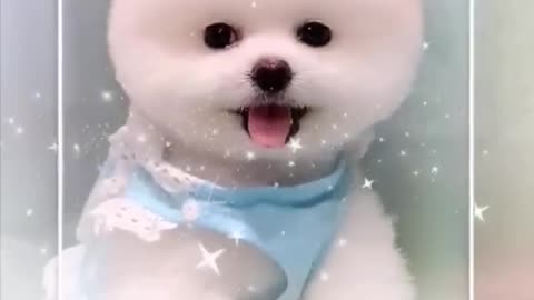 Cute and Funny Pomeranian Videos