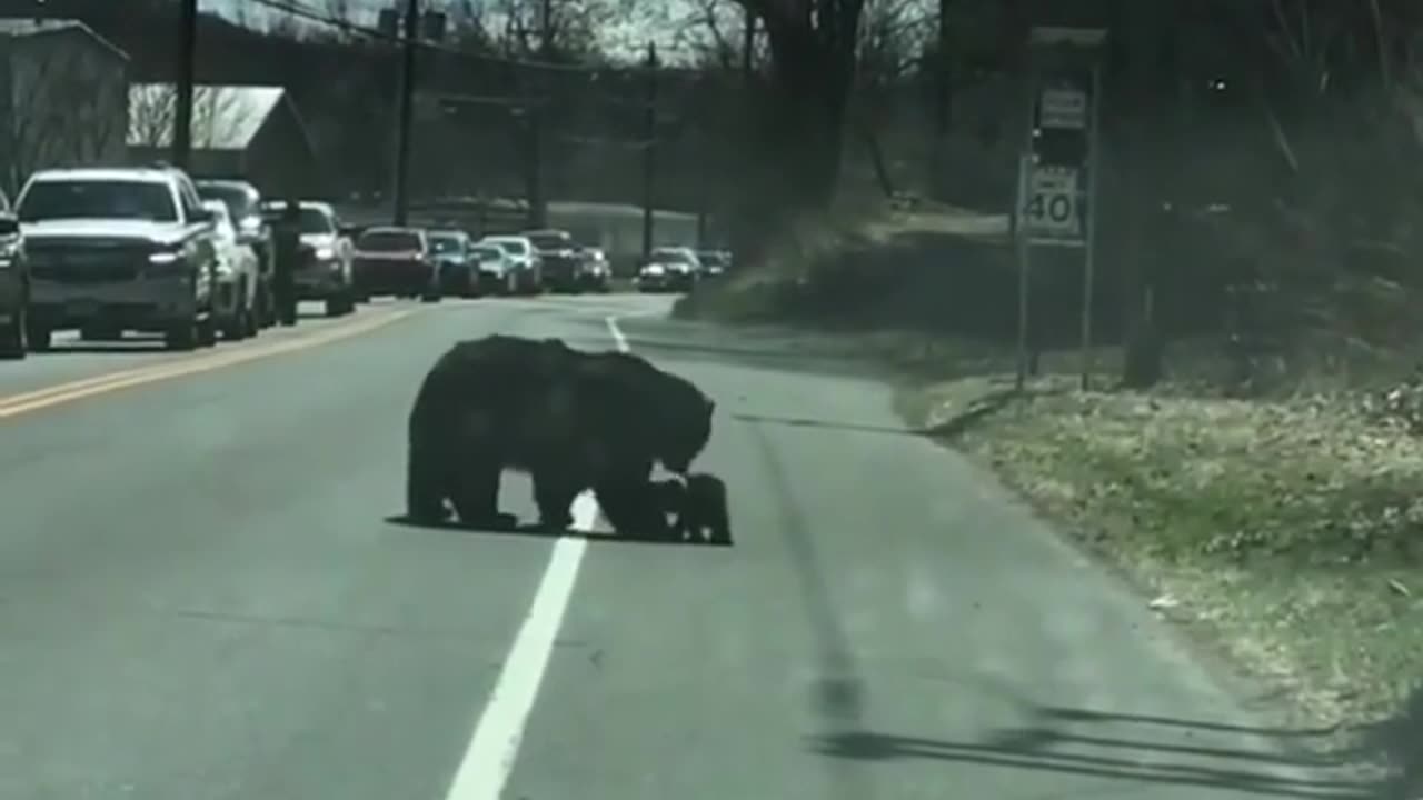 Leaving cute bear cubs with their mother from the street