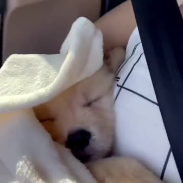 CUTEST VIDEO YOU'LL SEE TODAY