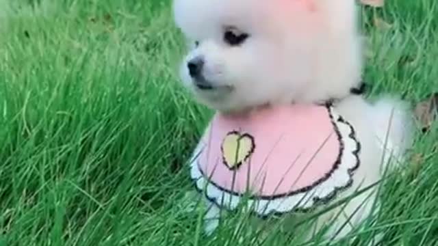 Cute and Funny Pomeranian Videos 87 #Shorts